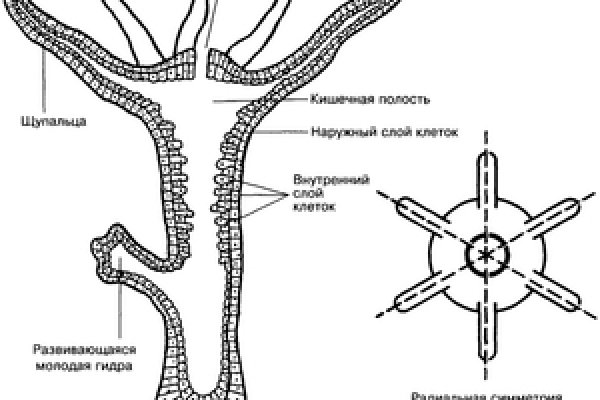 Кракен шеринг